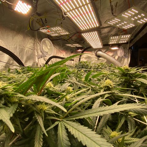 Old matanuska  #1 growlog photo: 6.0 pH
