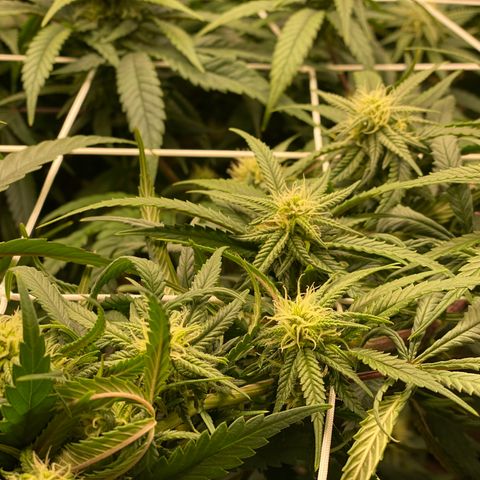 Old matanuska  #1 growlog photo: 6.0 pH