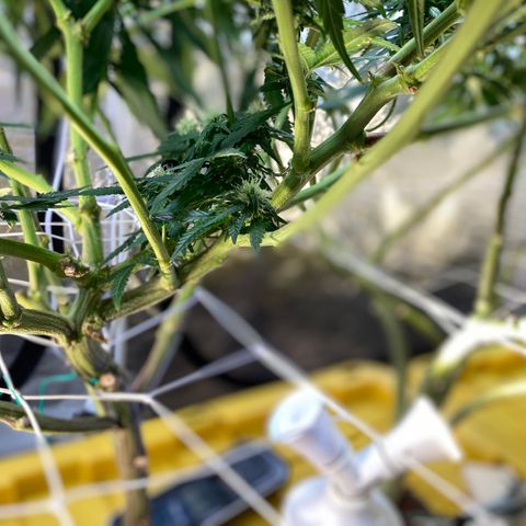 Old matanuska  #1 growlog photo: New lights, turned about half way up, few days into flowering 