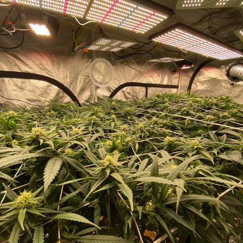 Old matanuska  #1 growlog photo: 6.0 pH