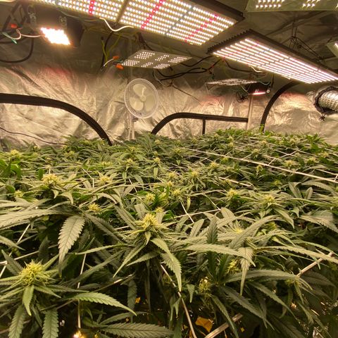Old matanuska  #1 growlog photo: 6.0 pH