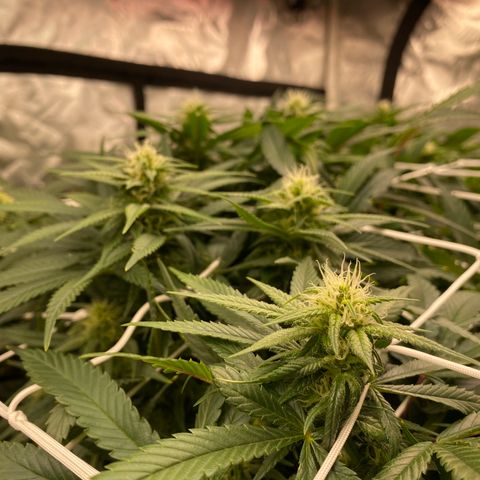 Old matanuska  #1 growlog photo: 6.0 pH