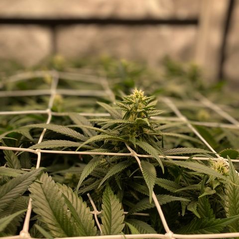 Old matanuska  #1 growlog timeline photo