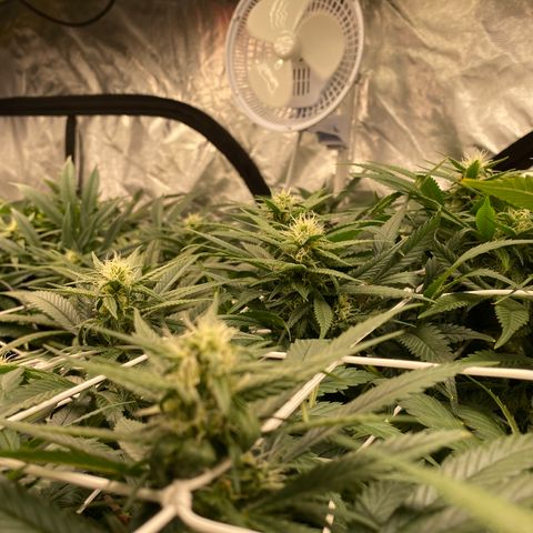 Old matanuska  #1 growlog timeline photo