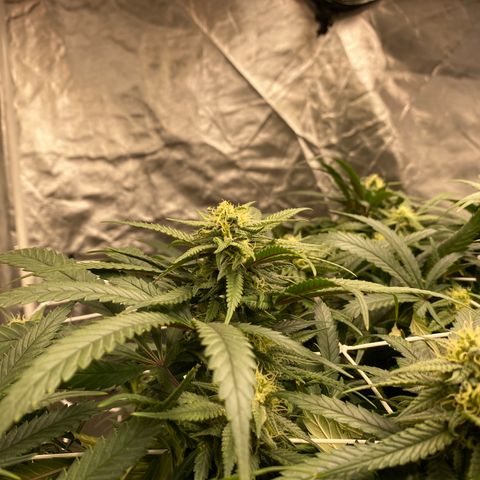 Old matanuska  #1 growlog photo: Starting to fatten up