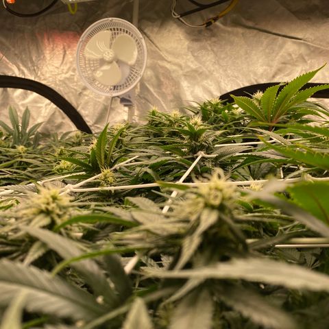 Old matanuska  #1 growlog photo: Starting to fatten up