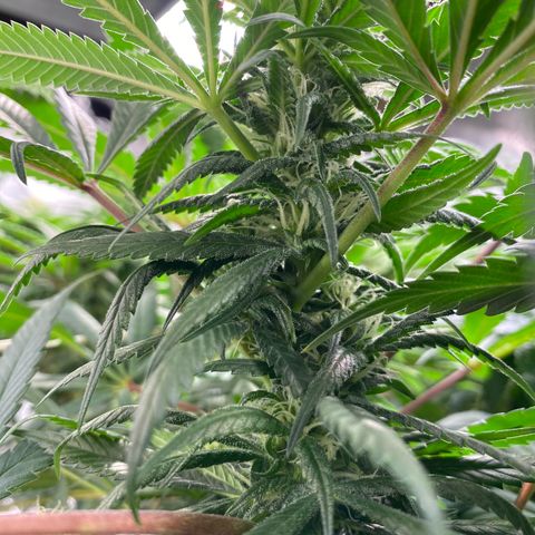 Old matanuska  #1 growlog timeline photo