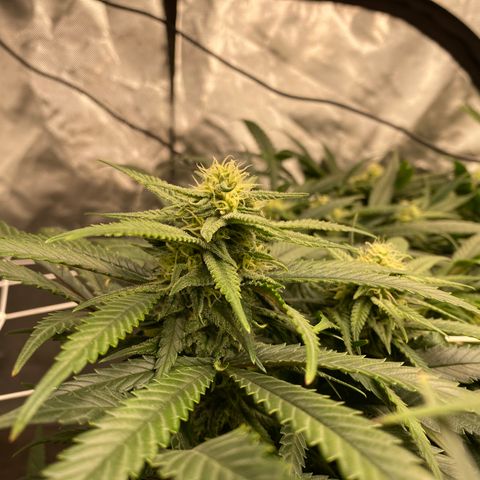 Old matanuska  #1 growlog timeline photo