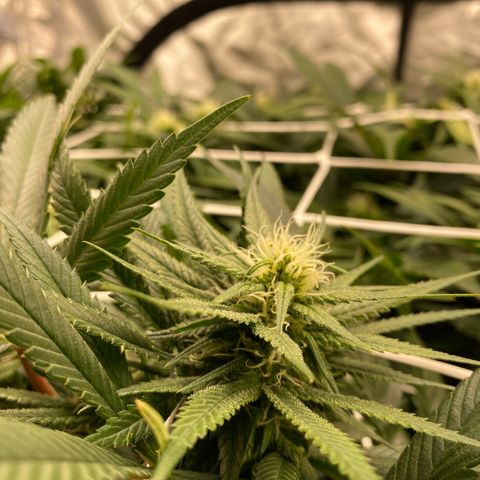 Old matanuska  #1 growlog timeline photo