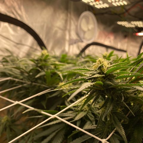 Old matanuska  #1 growlog timeline photo