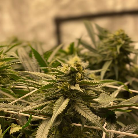 Old matanuska  #1 growlog photo: Starting to fatten up