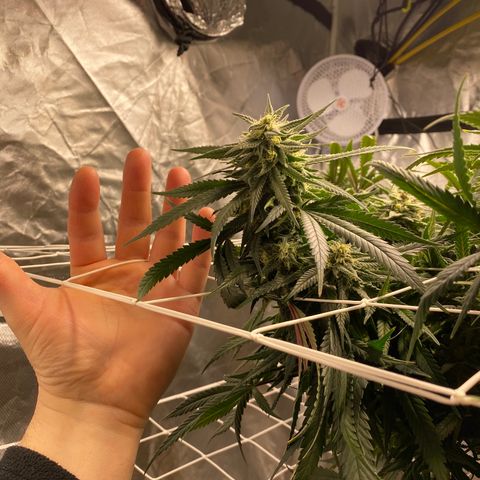 Old matanuska  #1 growlog timeline photo