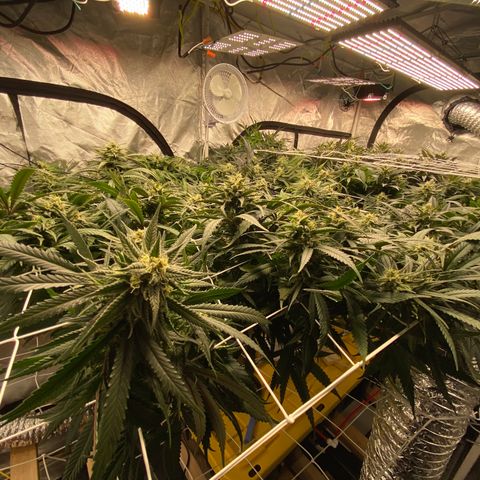 Old matanuska  #1 growlog timeline photo