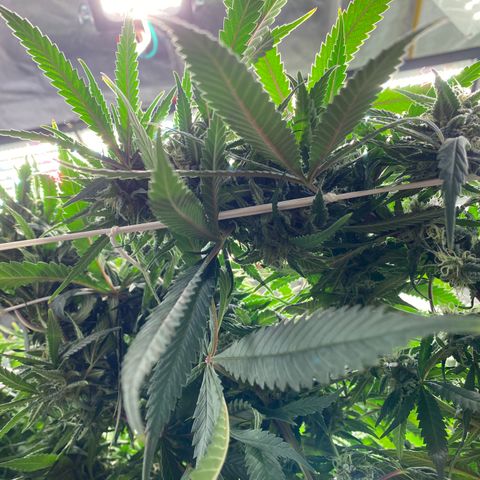 Old matanuska  #1 growlog timeline photo