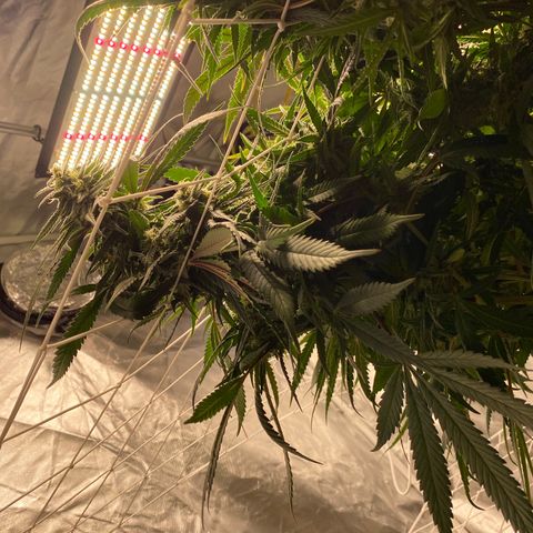Old matanuska  #1 growlog timeline photo