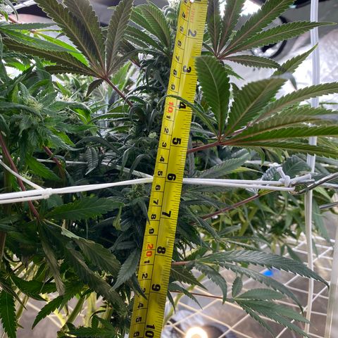 Old matanuska  #1 growlog photo: Looking fat 