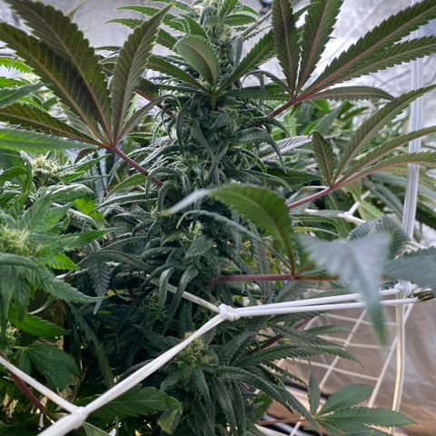 Old matanuska  #1 growlog photo: Looking fat 
