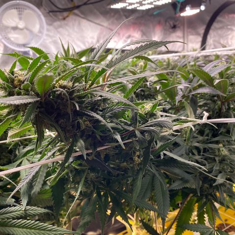 Old matanuska  #1 growlog photo: Looking fat 