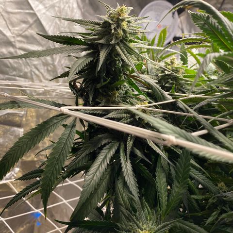 Old matanuska  #1 growlog photo: Looking fat 