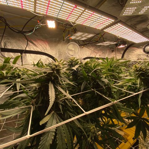 Old matanuska  #1 growlog photo: Looking fat 