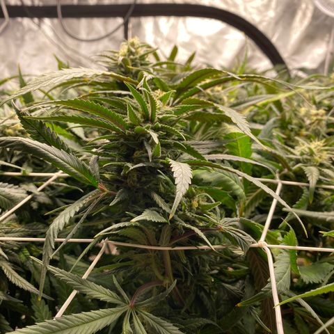 Old matanuska  #1 growlog photo: Looking fat 