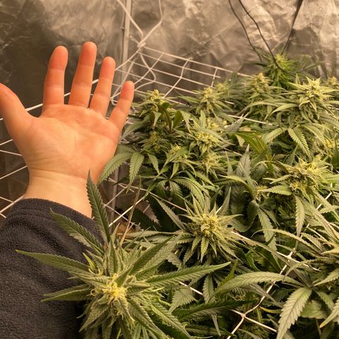 Old matanuska  #1 growlog timeline photo