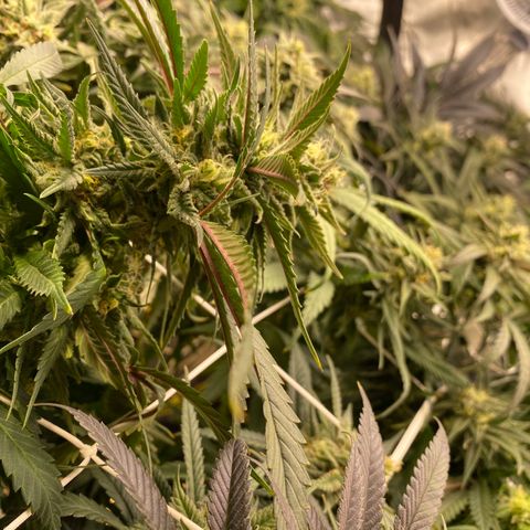 Old matanuska  #1 growlog photo: Looking fat 