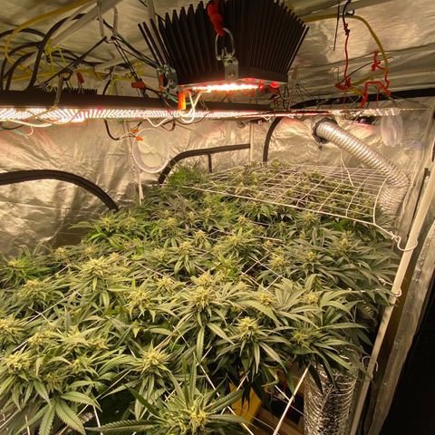 Old matanuska  #1 growlog timeline photo