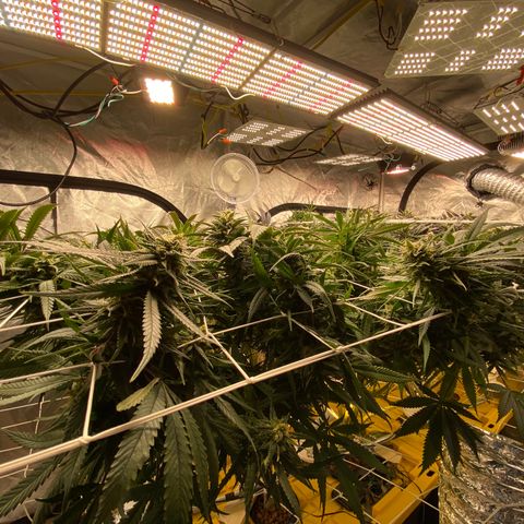 Old matanuska  #1 growlog photo: Looking fat 