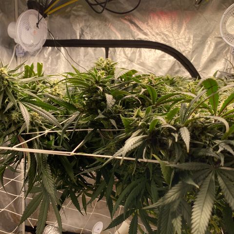 Old matanuska  #1 growlog timeline photo