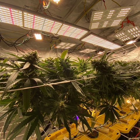 Old matanuska  #1 growlog timeline photo