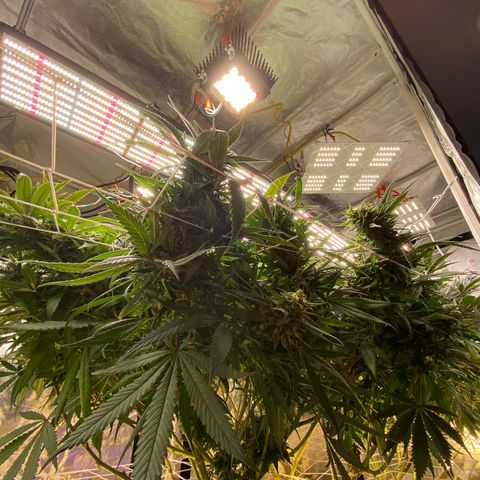 Old matanuska  #1 growlog timeline photo