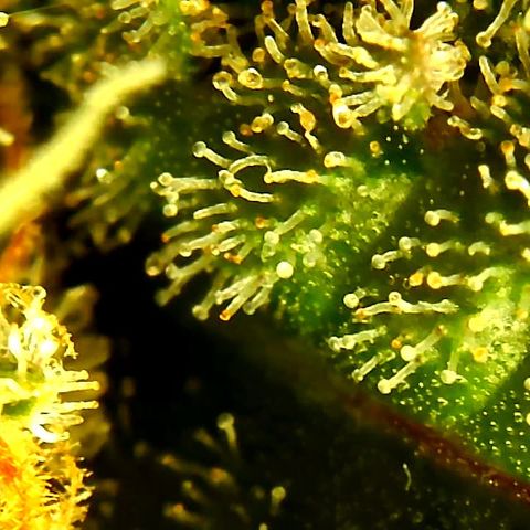 Old matanuska  #1 growlog timeline photo