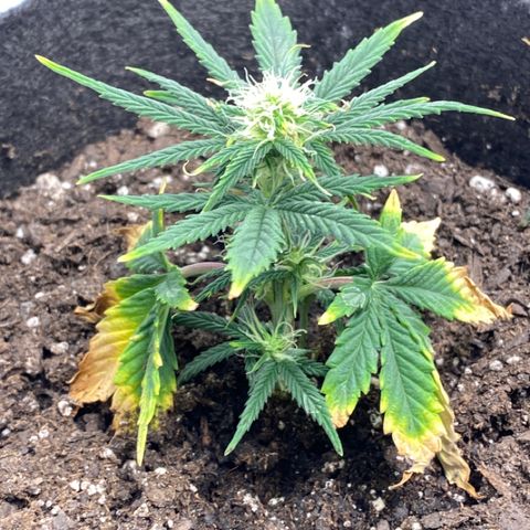 Sour Stomper #3.1 growlog timeline photo