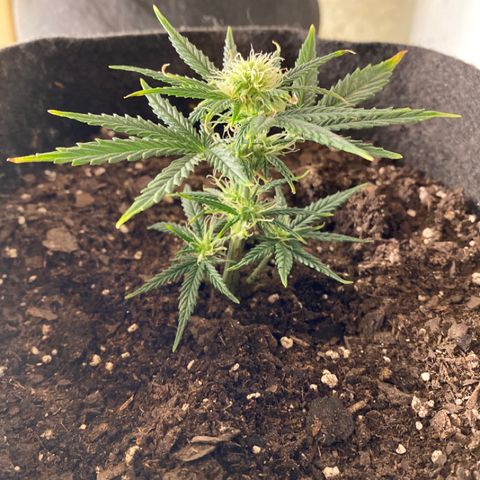 Sour Stomper #3.1 growlog timeline photo