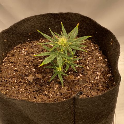Sour Stomper #3.1 growlog timeline photo