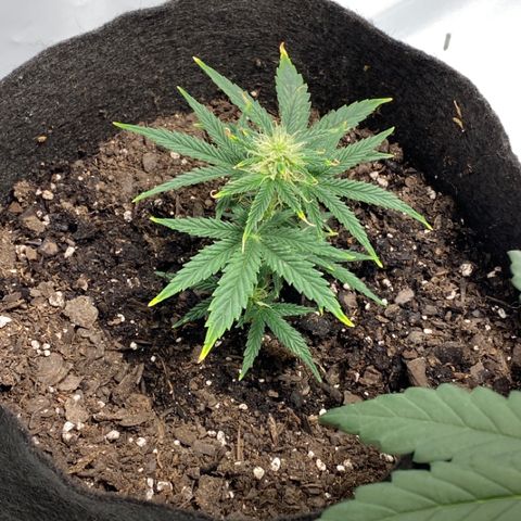 Sour Stomper #3.1 growlog timeline photo