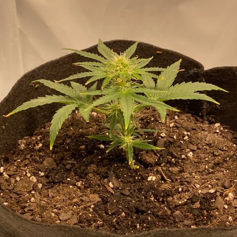 Sour Stomper #3.1 growlog timeline photo