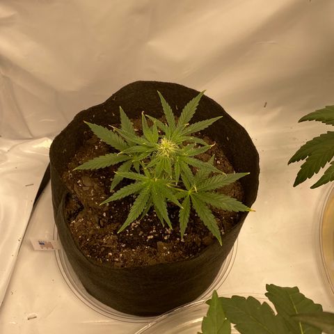 Sour Stomper #3.1 growlog timeline photo