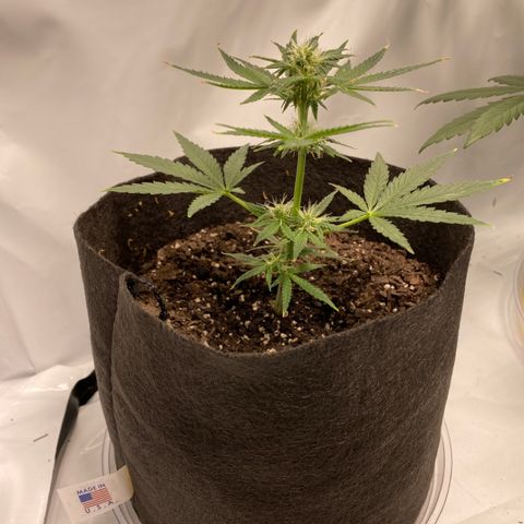 Sour Stomper #3.1 growlog timeline photo