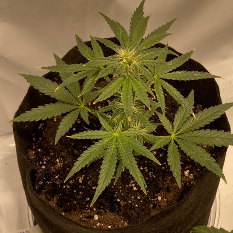 Sour Stomper #3.1 growlog timeline photo