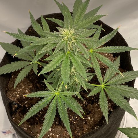 Sour Stomper #3.1 growlog timeline photo