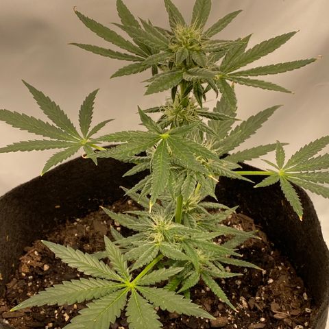 Sour Stomper #3.1 growlog timeline photo