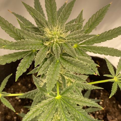 Sour Stomper #3.1 growlog timeline photo