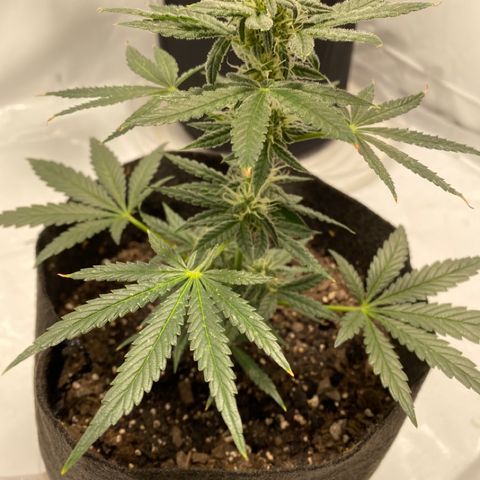 Sour Stomper #3.1 growlog timeline photo