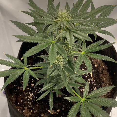 Sour Stomper #3.1 growlog timeline photo