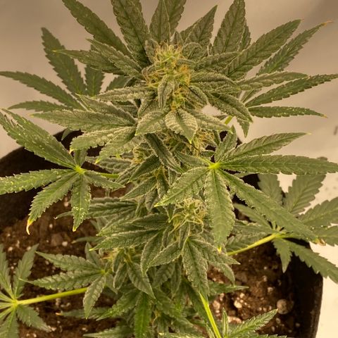 Sour Stomper #3.1 growlog timeline photo