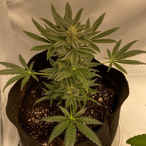 Sour Stomper #3.1 growlog timeline photo
