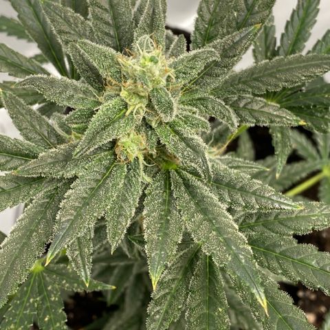 Sour Stomper #3.1 growlog timeline photo