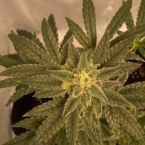 Sour Stomper #3.1 growlog timeline photo